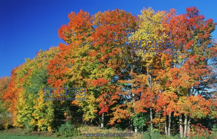  : WOODLAND - Autumn colours, Vermont