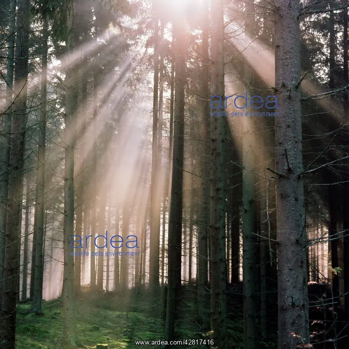  : Woodland - autumn forest