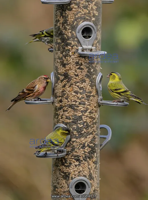 : Woodland bird-feeder for finches, with feeding : Woodland bird-feeder for finches, with feeding