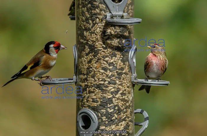  : Woodland bird-feeder for finches, with feeding G