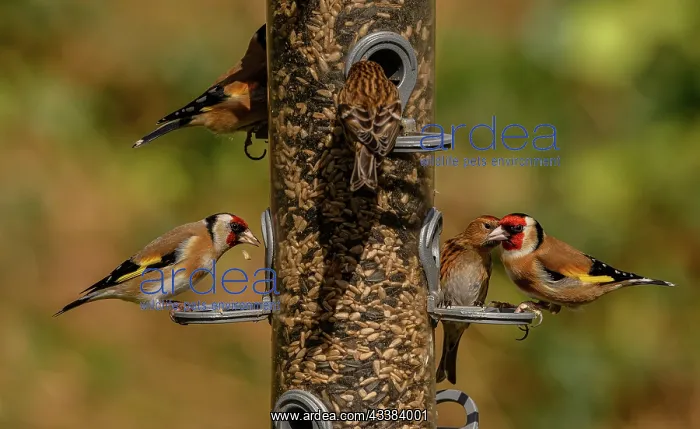 : Woodland bird-feeder for finches, with feeding G : Woodland bird-feeder for finches, with feeding G