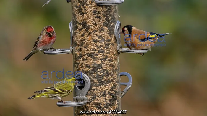 : Woodland bird-feeder for finches, with feeding G : Woodland bird-feeder for finches, with feeding G