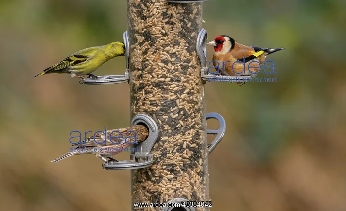 : Woodland bird-feeder for finches, with feeding G : Woodland bird-feeder for finches, with feeding G