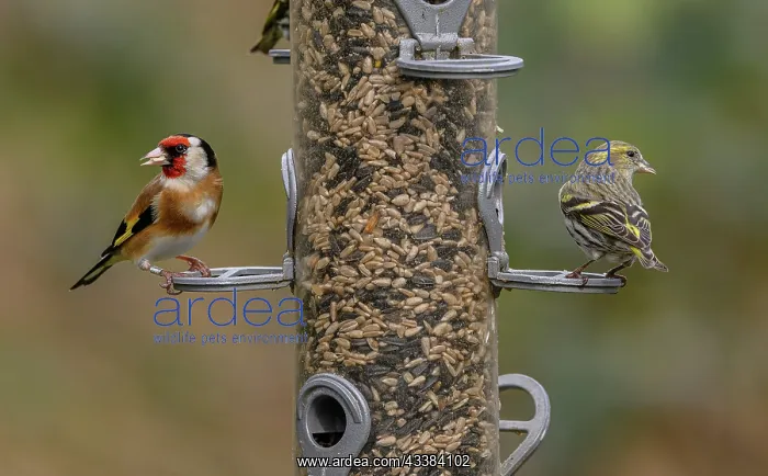 : Woodland bird-feeder for finches, with feeding G : Woodland bird-feeder for finches, with feeding G