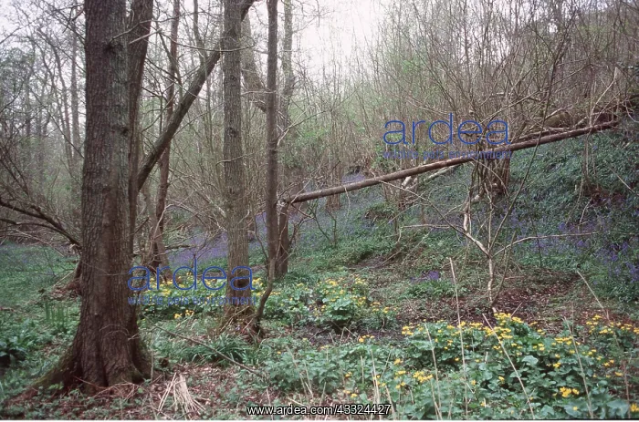 : WOODLAND - Bluebells & Marsh Marigolds / Kingcup : WOODLAND - Bluebells & Marsh Marigolds / Kingcup