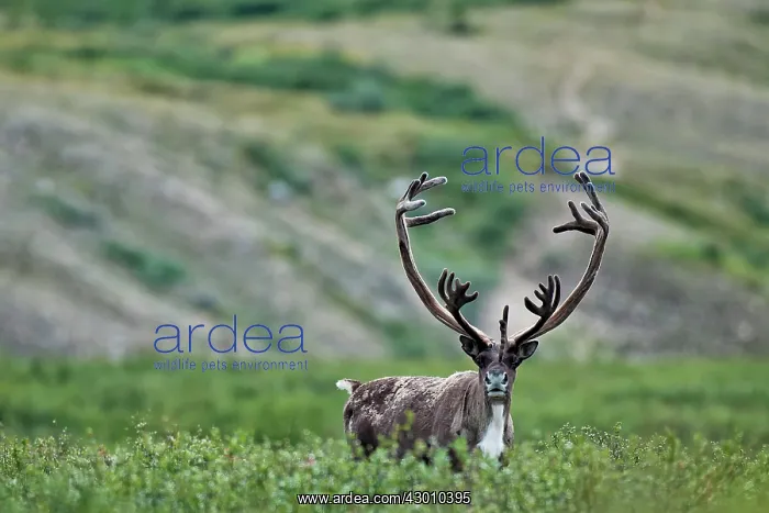 : Woodland Caribou bull with large antlers Snake River : Woodland Caribou bull with large antlers Snake River