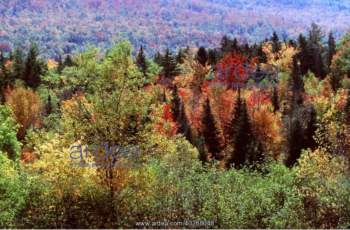 : WOODLAND - changing colours in autumn : WOODLAND - changing colours in autumn
