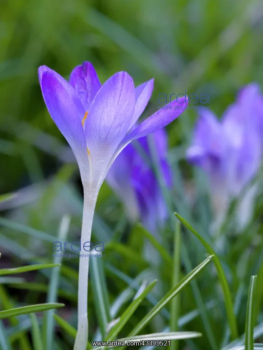 : Woodland crocus, Crocus tommasinianus. Germany : Woodland crocus, Crocus tommasinianus. Germany