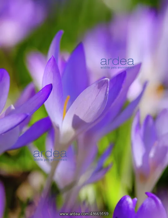 : Woodland crocus, Germany : Woodland crocus, Germany