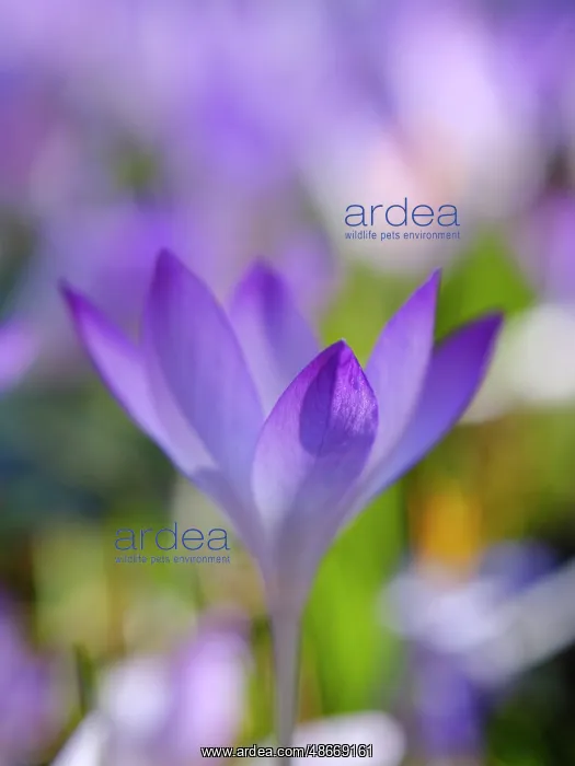 : Woodland crocus, Germany : Woodland crocus, Germany