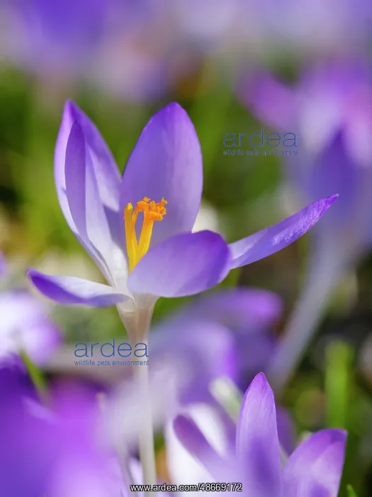 : Woodland crocus, Germany : Woodland crocus, Germany
