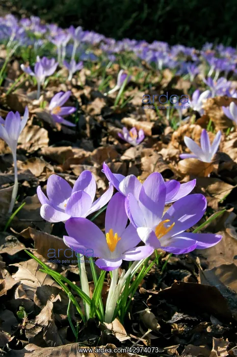 : Woodland Crocus - mass flowering -Sspring - March : Woodland Crocus - mass flowering -Sspring - March