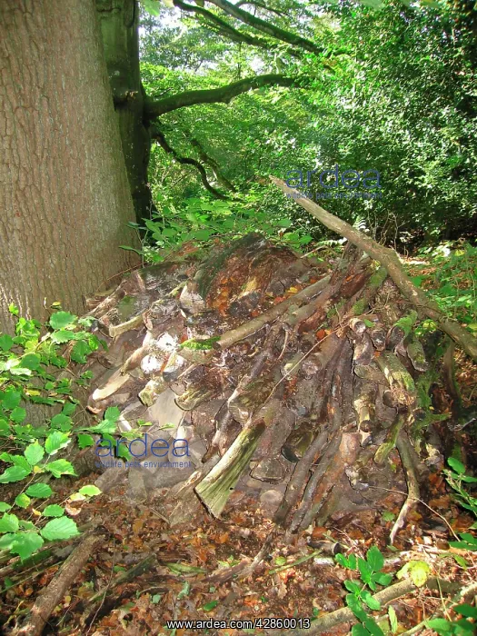  : Woodland - Decidious woodpile