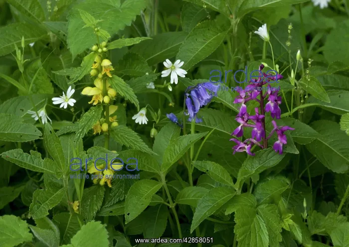 : Woodland flowers in spring - Greater Stitchwort : Woodland flowers in spring - Greater Stitchwort