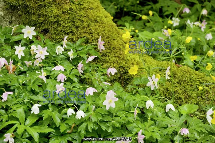 : Woodland flowers in spring: Wood anemones (Anemone : Woodland flowers in spring: Wood anemones (Anemone