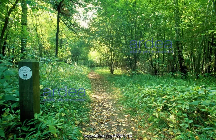 : Woodland Footpath in Nature Reserve : Woodland Footpath in Nature Reserve