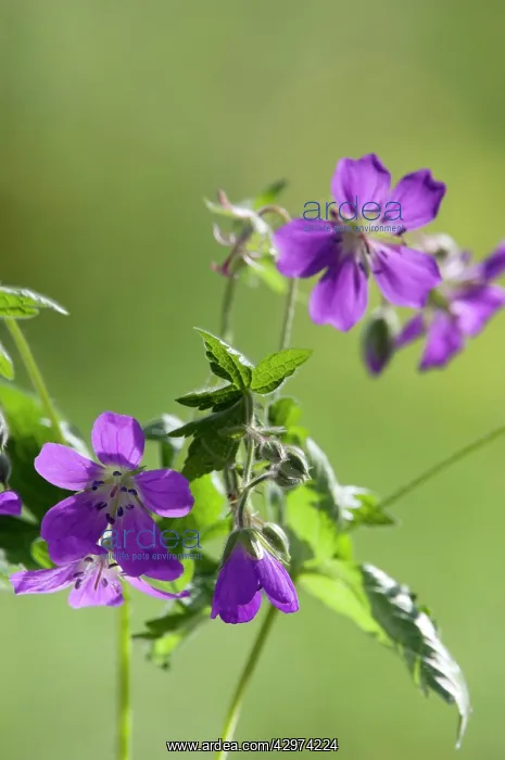  : Woodland Geranium - Wood Cranesbill - flowering