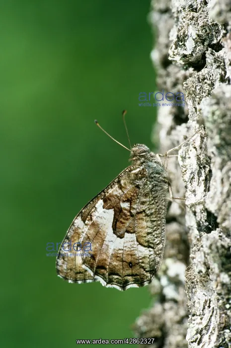  : Woodland Grayling Butterfly - female basking on tree