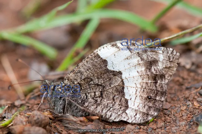 : Woodland grayling (Hipparchia fagi), Bollenberg : Woodland grayling (Hipparchia fagi), Bollenberg