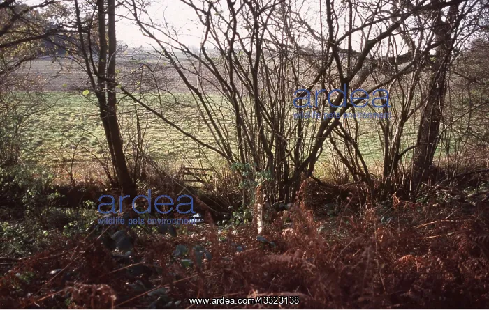 : WOODLAND - Hazel Coppice : WOODLAND - Hazel Coppice