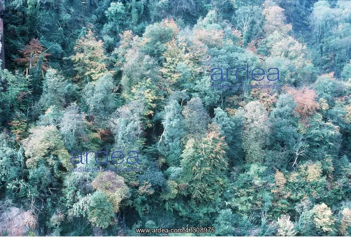 : WOODLAND - including endangered Whitebeam : WOODLAND - including endangered Whitebeam