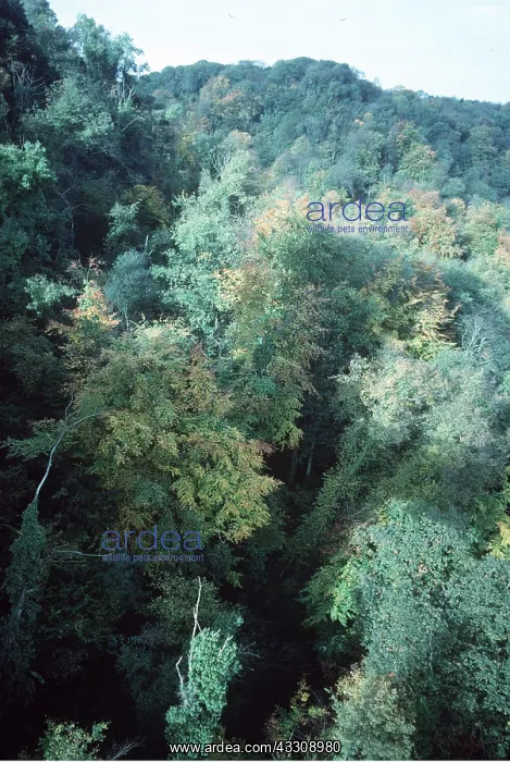 : WOODLAND - including oak, small leaved lime & whitebeam : WOODLAND - including oak, small leaved lime & whitebeam