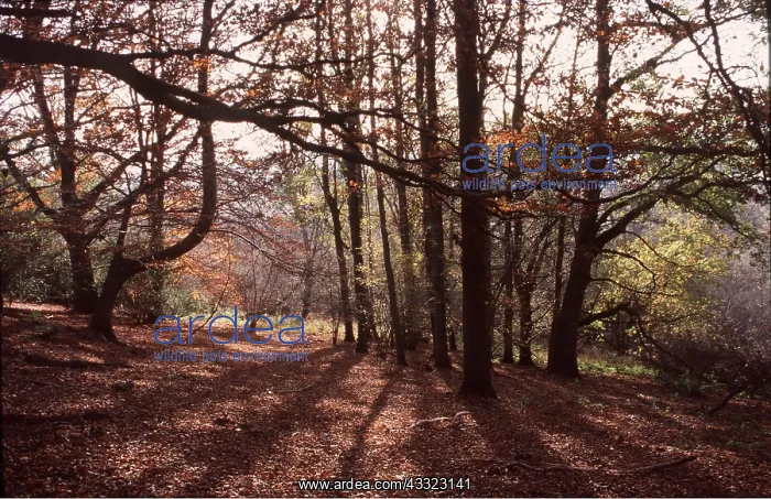: WOODLAND - interior : WOODLAND - interior