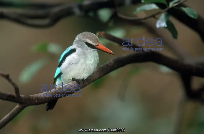 : Woodland Kingfisher : Woodland Kingfisher