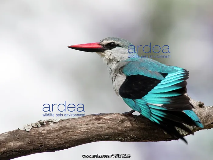 : Woodland Kingfisher : Woodland Kingfisher