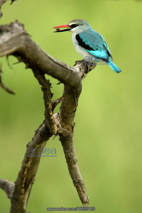 : Woodland Kingfisher, Halcyon senegalensis : Woodland Kingfisher, Halcyon senegalensis