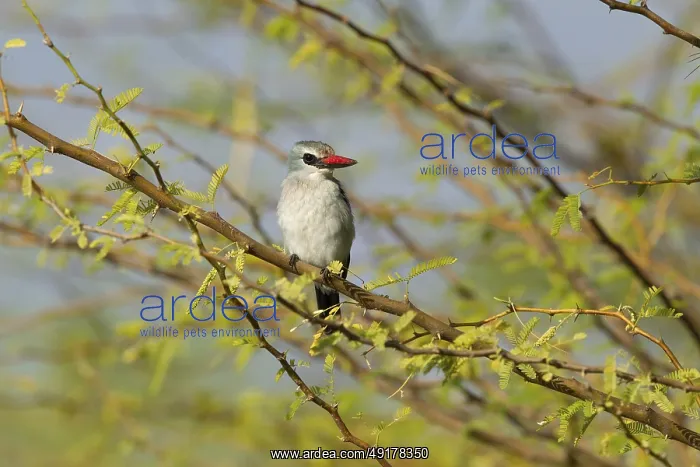 : Woodland Kingfisher (Halcyon senegalensis) : Woodland Kingfisher (Halcyon senegalensis)