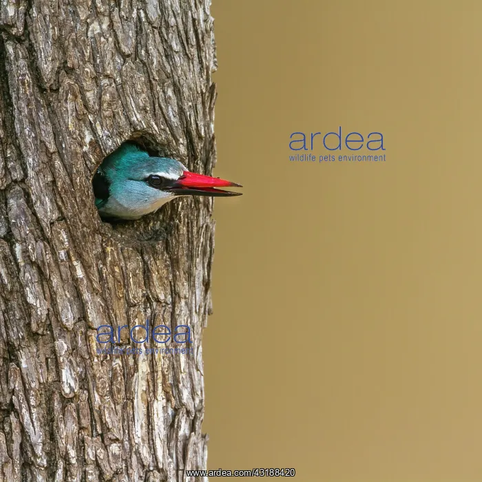: Woodland kingfisher (Halcyon senegalensis) in nest : Woodland kingfisher (Halcyon senegalensis) in nest