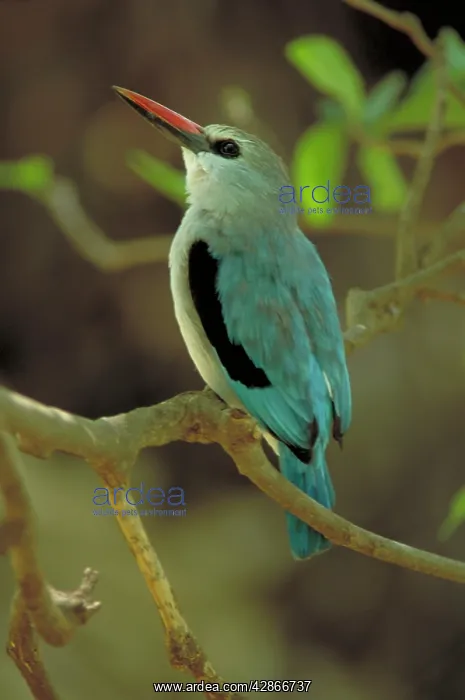 : Woodland kingfisher - Perched in dense treecover : Woodland kingfisher - Perched in dense treecover