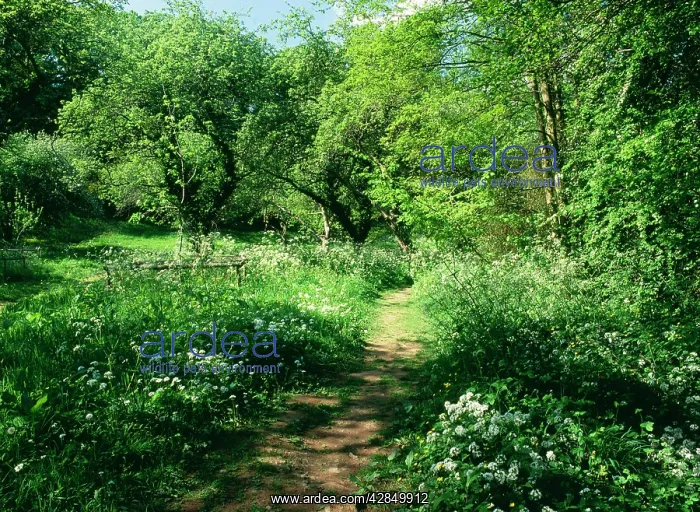 : WOODLAND - Knapp papermill reserve : WOODLAND - Knapp papermill reserve
