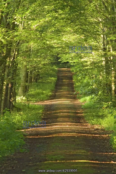 : Woodland path with shafts of sunshine : Woodland path with shafts of sunshine