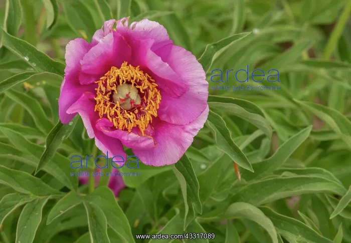 : Woodland peony, Paeonia obovata, in flower in in : Woodland peony, Paeonia obovata, in flower in in