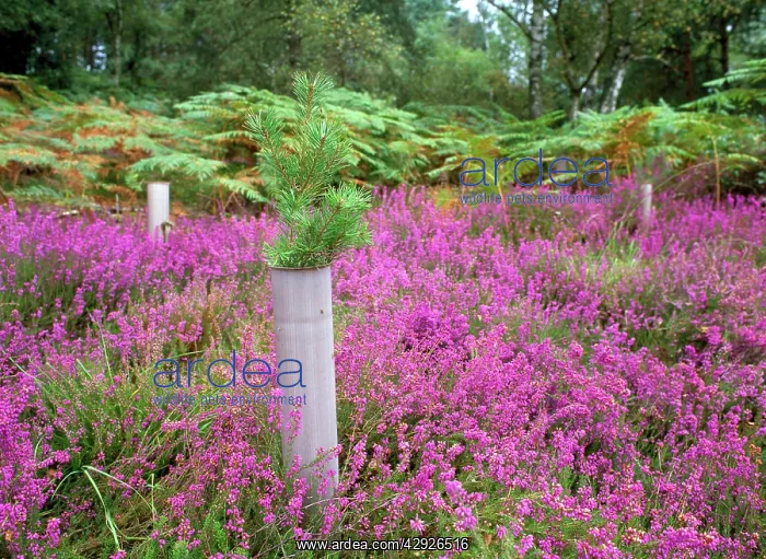 : WOODLAND - Pine sapling protected by plastic tube : WOODLAND - Pine sapling protected by plastic tube