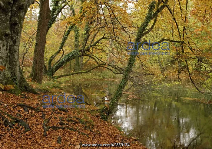 : Woodland pond amongst beech trees, in autumn : Woodland pond amongst beech trees, in autumn
