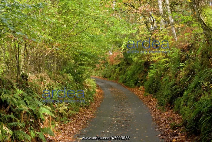 : Woodland - Quiet minor road through mixed woodland in autumn : Woodland - Quiet minor road through mixed woodland in autumn
