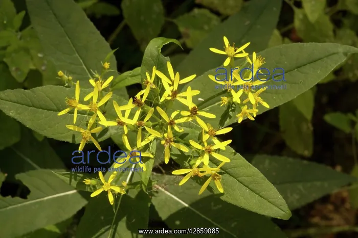 : A woodland ragwort : A woodland ragwort