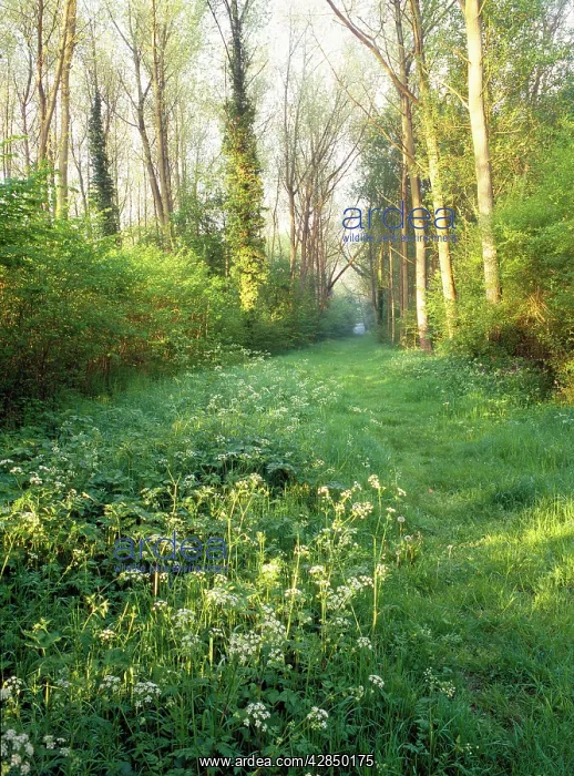: WOODLAND - Ride in Lower Wood - Ancient Woodland Reserve : WOODLAND - Ride in Lower Wood - Ancient Woodland Reserve