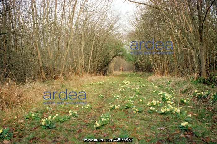 : WOODLAND ride in spring : WOODLAND ride in spring