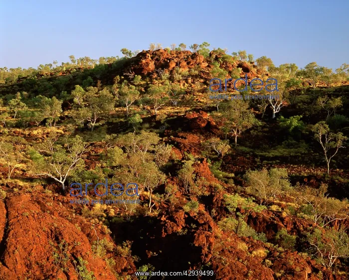 : Woodland on sandstone plateau..Constance Range : Woodland on sandstone plateau..Constance Range