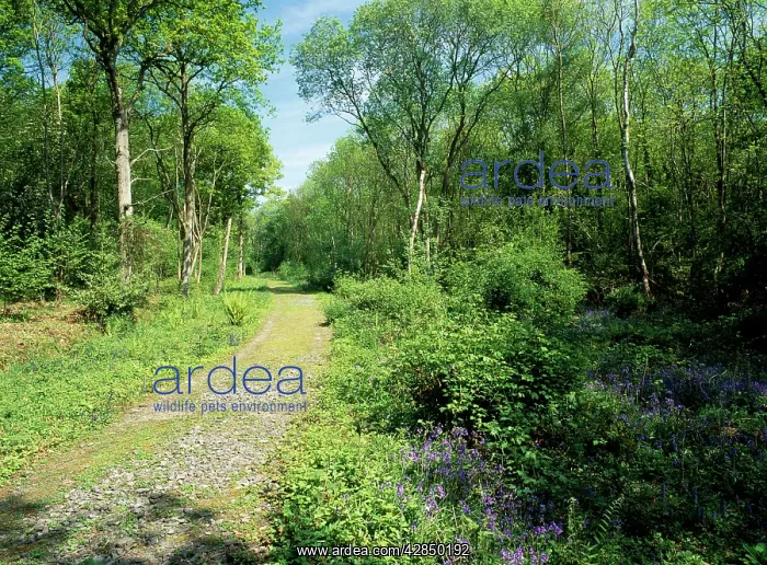  : Woodland - Snitterfield bushes reserve in spring
