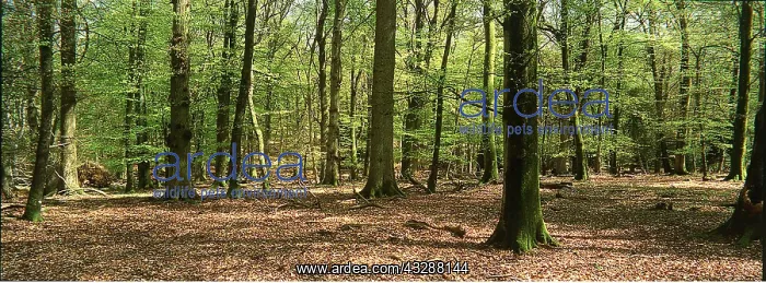 : WOODLAND - Spring foliage in New Forest : WOODLAND - Spring foliage in New Forest