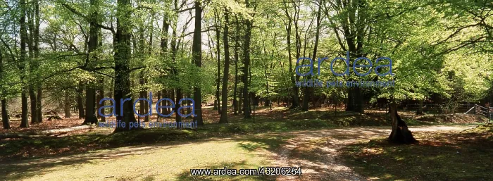 : WOODLAND - Spring Foliage and Woodland Walks : WOODLAND - Spring Foliage and Woodland Walks