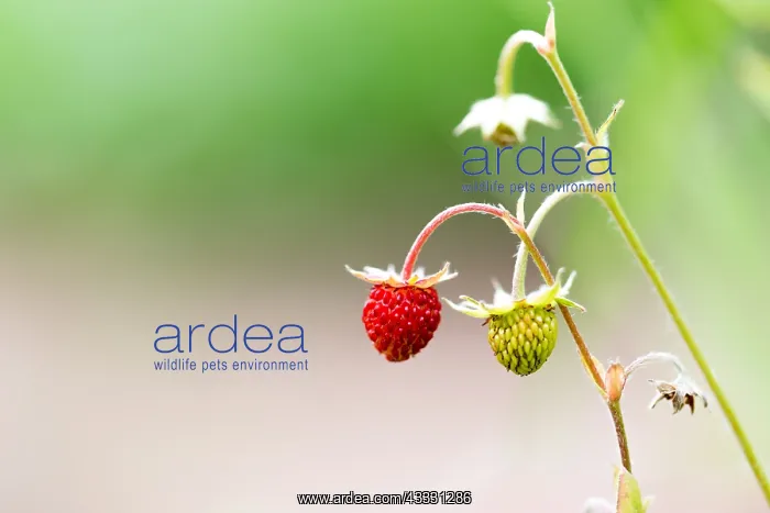 : Woodland strawberries in a garden France, Lorraine : Woodland strawberries in a garden France, Lorraine