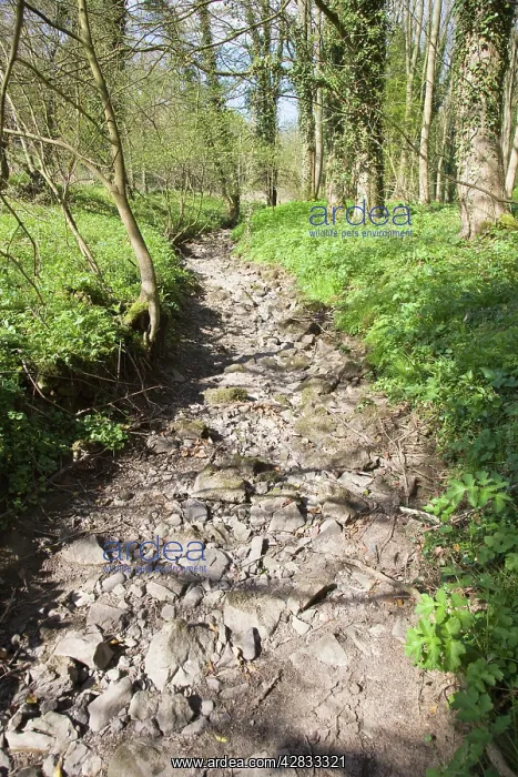 : Woodland Stream - Dried up in April 2007 : Woodland Stream - Dried up in April 2007