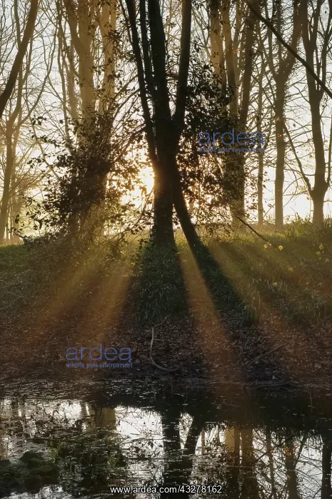  : Woodland sunrise with sun rays