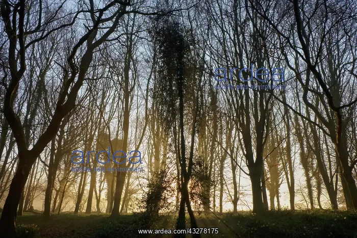 : Woodland sunrise with sun rays : Woodland sunrise with sun rays